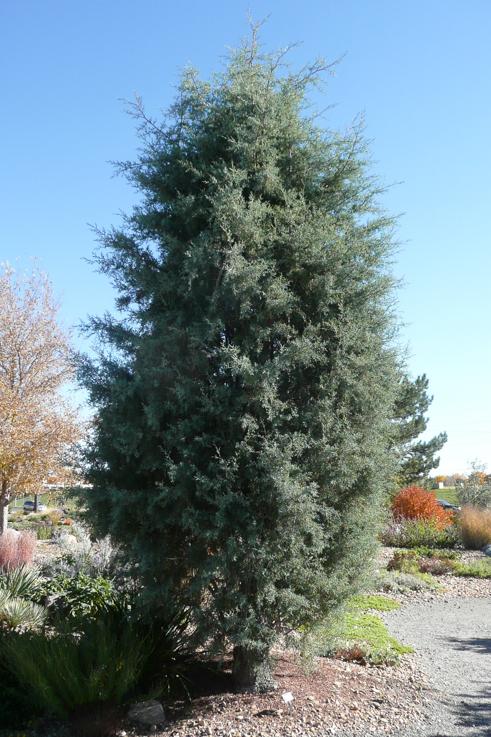 Arizona Cypress